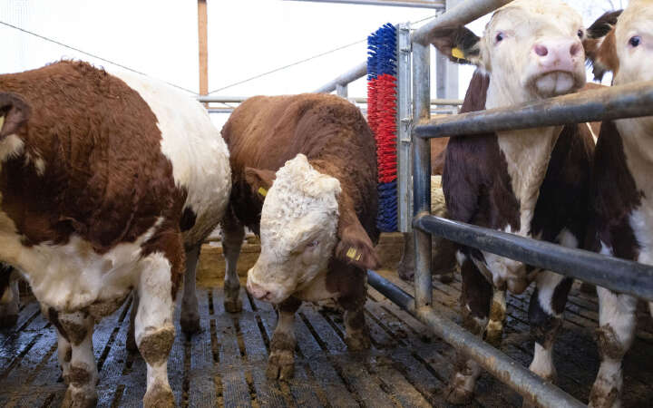 HAPPYCOW Kratzbürste Bully